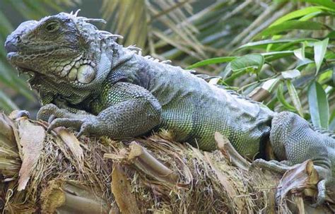 Animals Plants Rainforest Iguana Tropical Lizard