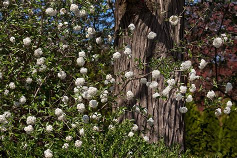 Reader Photos Springtime At Longwood Finegardening