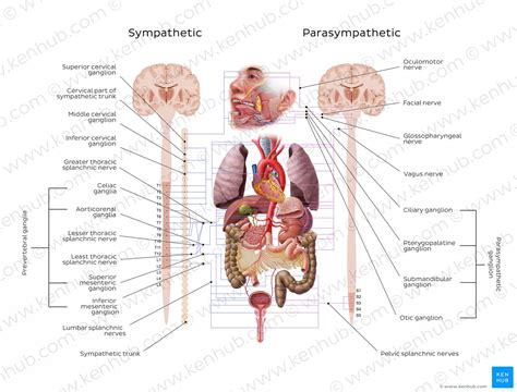 Autonomic Nervous System Anatomy Divisions Function Kenhub