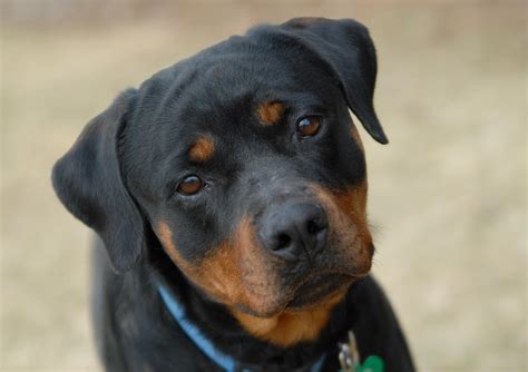 Rottweiler Portrait Photograph By Tracy Smith