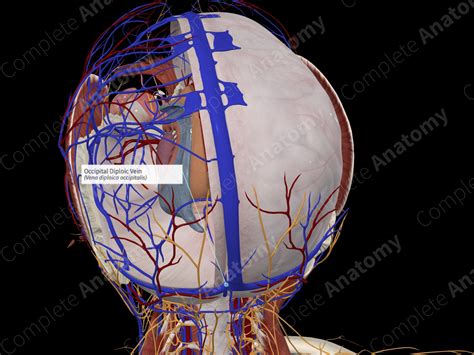 Occipital Diploic Vein Complete Anatomy