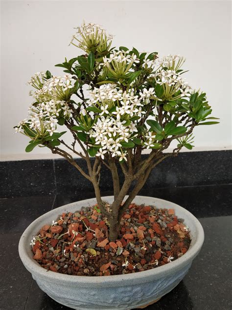 Ixora Bonsai White Bonsai Apple Roses Bonsai Tree