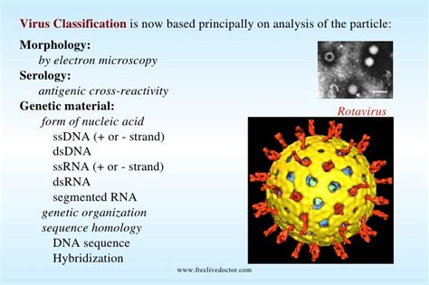 Introduction To Virus