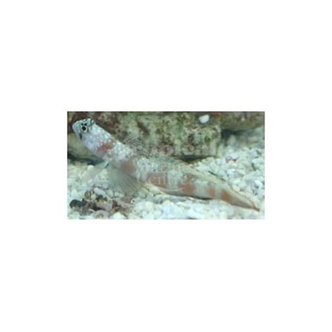 Paradise Shrimp Goby Rock N Critters