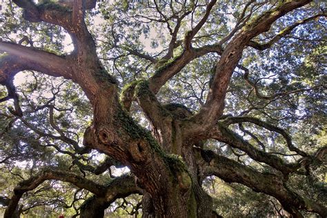 Stejarul îngerului Unul Dintre Cei Mai Bătrâni Copaci Din Lume