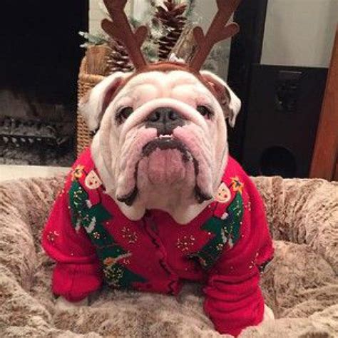 Christmas Jumper Party With Images Bulldog Bulldog Puppies Dogs