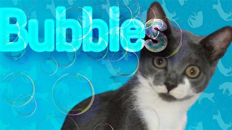 Cats Reaction To Bubbles Funny Cat Playing With Bubbles Youtube