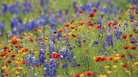 Wildflower Blooms Focus Of New Revelstoke Festival Revelstoke Mountaineer