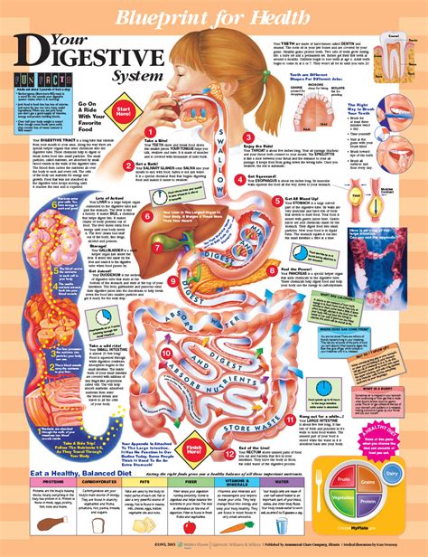 Reference Chart Elementary Your Digestive System