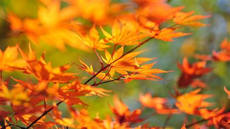 Maple Tree Leaf Photography Hd Wallpaper Wallpaper Flare