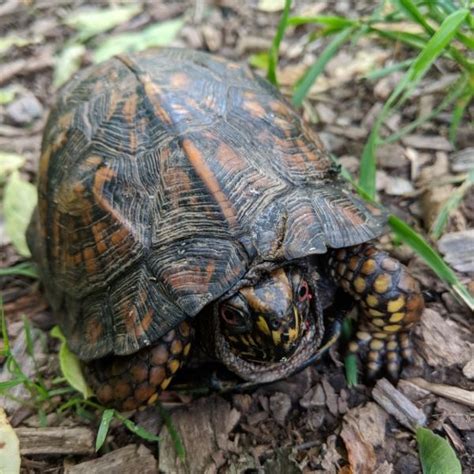 Keeping A Box Turtle As A Pet What You Need To Know 🐢