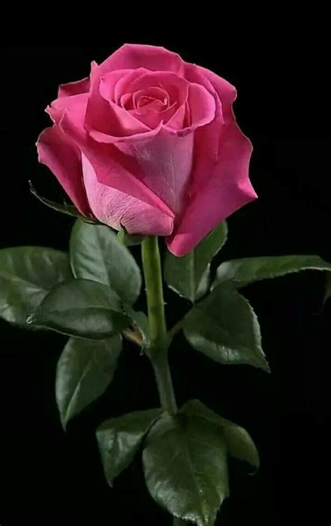 A Single Pink Rose 🌺🌹🌹 Beautiful Rose Flowers Hybrid Tea Roses