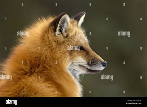 Portrait Of American Red Fox Vulpes Vulpes Fulva Montana Usa Stock
