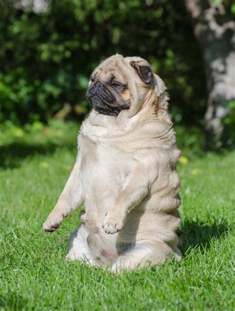 Ben chang ► composed by: A Group Fighting Pet Obesity Says Most U.S. Dogs Are Fat