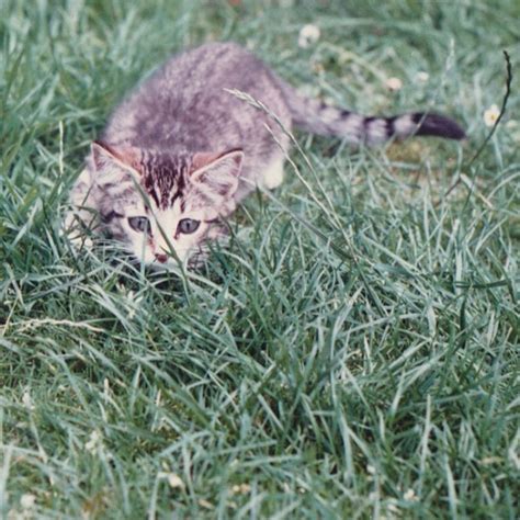 Cat Week 02 Stealth Cat James Mckenzie Blyth Flickr