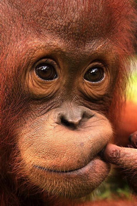 The Orphan Orangutans That Could Save A Species From