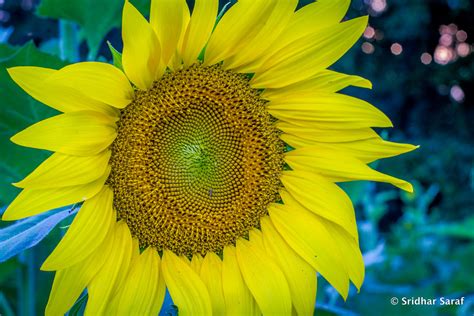 Sunflowers At Mckee Beshers Wildlife Management Area Mary Flickr
