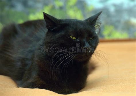 Black Fluffy Cat With Green Eyes Stock Photo Image Of Feline Black