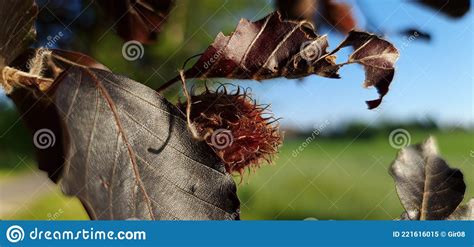 Red Beech Tree Leaves And Beechnut Fruit Taken With Macro Lens Stock