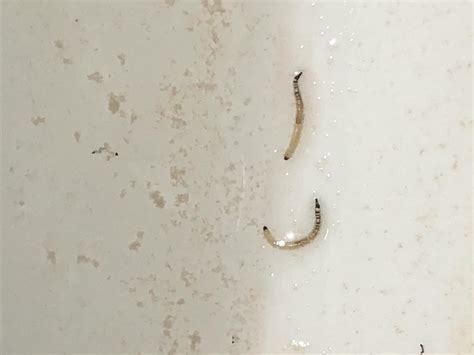 Tiny Black Worm In Toilet Horsehair Worms Occur In Toilet Tanks When