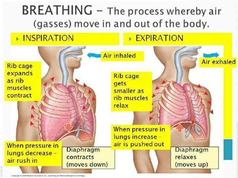 Explain The Mechanism Of Breathing In Human Beings