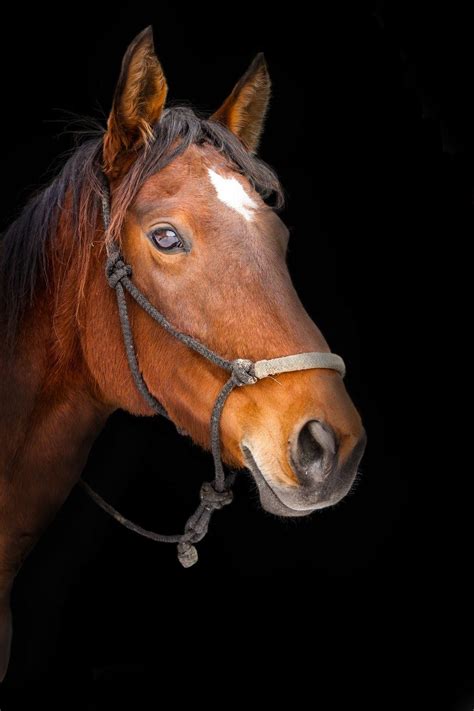 Stunning Collection Of 4k Horse Images Over 999 High Quality Horse Images