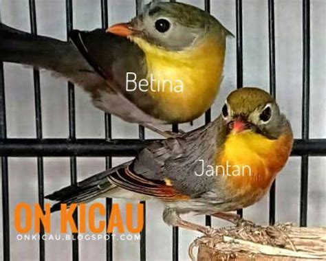 Tips membedakan burung blackthroat jantan dan betina. Perbedaan Blackthroat Jantan Dan Betina Om Kicau : Cara ...