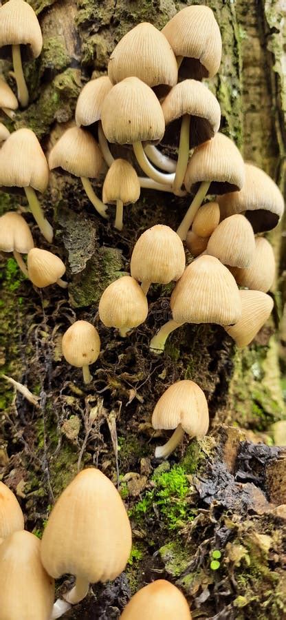 Mushrooms Growing In Clusters On The Tree Stock Image Image Of Fungus