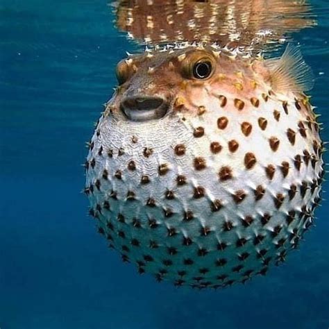 Advance Wildlife Education Sur Instagram Pufferfish Can Inflate Into