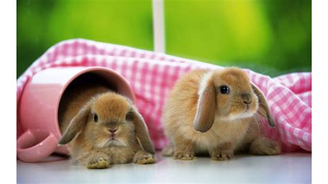 Cute Bunnies Wallpaper Wallpapersafari