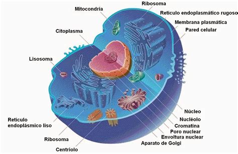 As Proteinas De Uma Celula Modisedu