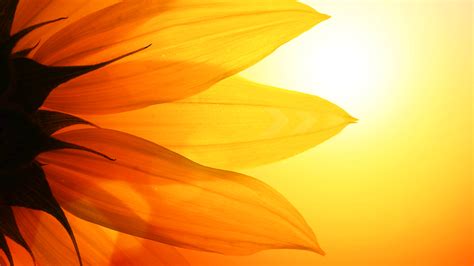 Sunflower Backgrounds Hd Desktop Wallpapers 4k Hd