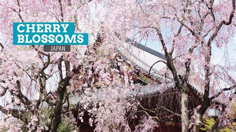 10 Photos Of Cherry Blossoms In Japan The Poor Traveler Itinerary Blog