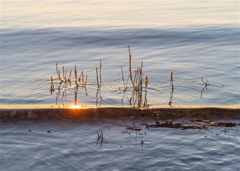 Dry Reeds In The Water Lit By Evening Sunlight On The River Shore