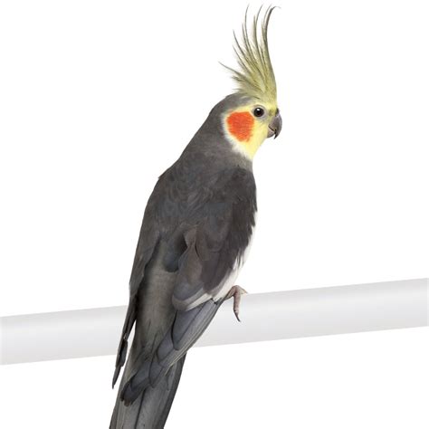 The kind of breeders that sell to pet stores are usually not ethical breeders, they are in it for the money or their pets had babies on accident. Cockatiels for Sale | Cockatiel Birds for Sale | Petco