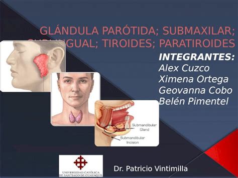 Pptx Glándula Parótida Submaxilar Y Sublingual Pdfslideus