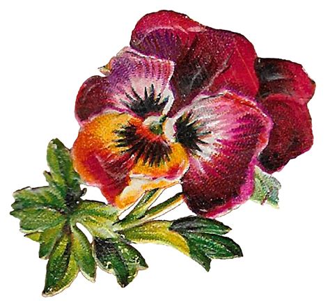 The Graphics Monarch Free Floral Craft Clip Art Digital Pansy Flower