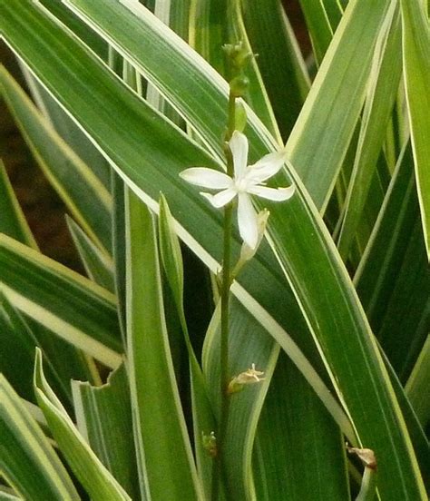 名站推薦 tips：2021年6月22日 已更新失效連結 total 13 ». 觀葉植物~白紋草(四張圖)＠我的空中花園(1)｜PChome 個人新聞台