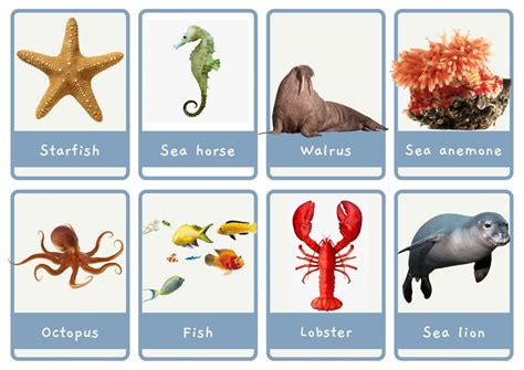 🐬sea Animals Small And Large Flashcards A4 Posters ⋆ Discover