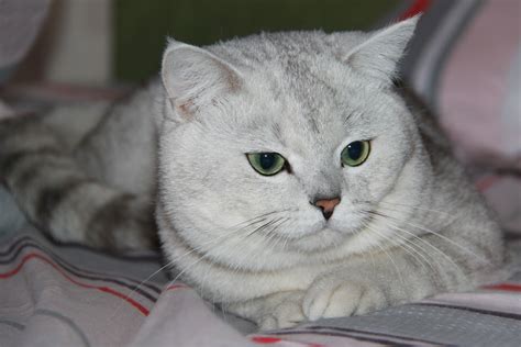 Blue British Shorthair Green Eyes 81021 Nama Untuk Kucing Comel