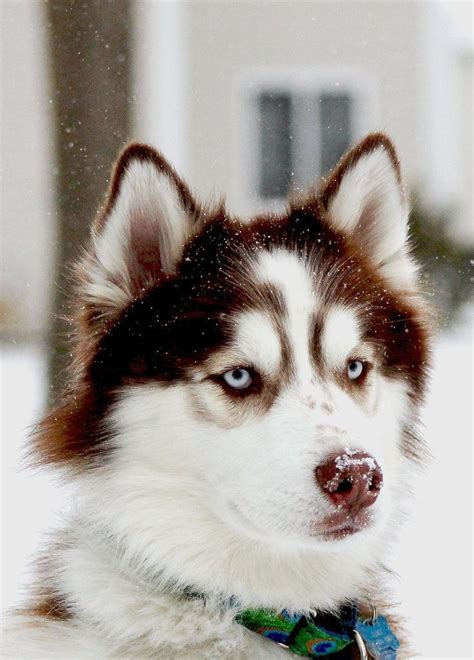 16 Best Red Siberian Husky Images On Pinterest Siberian Huskies Red