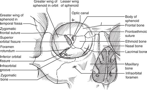 Anatomy Of The Human Orbit Operative Techniques In Otolaryngology