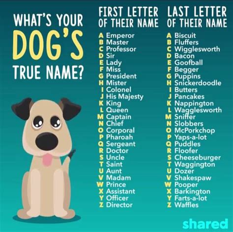 Name Of Dog In N For 2017 The Brave Dog