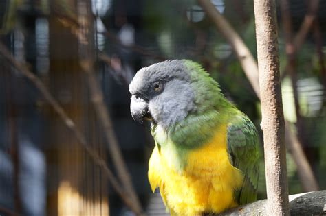 Grey Green And Yellow Parrot Free Image Peakpx