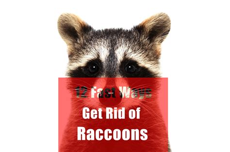 29 Best Images Get Rid Of Raccoons In Backyard How To Keep Raccoons