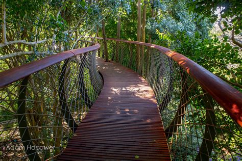 A Canopy Walkway In Cape Town Allows You To Walk Above The Trees