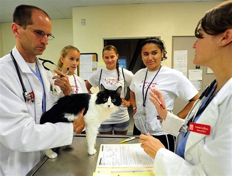 What Is Vet School Like Tuition Fees Veterinary Universities In Europe