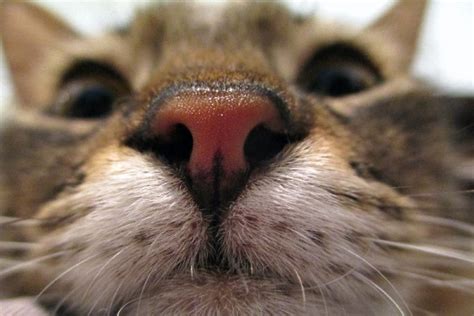 What Does It Mean When My Cats Nose Is Wet Catwalls