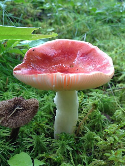 Taiga Mushrooms - All Mushroom Info