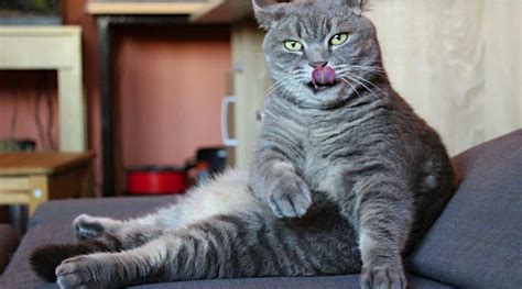 Cats Sitting Like Humans 7 Reasons Why Love Your Cat
